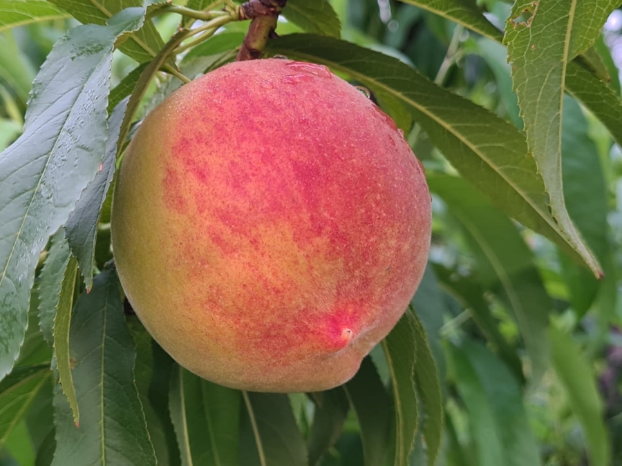 9 Bedroom Property for Sale in Joubertina Eastern Cape